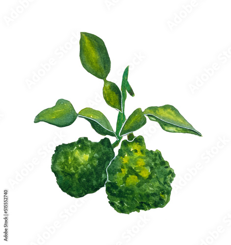 Watercolor illustration of bergamot fruit. Bergamot grows on a branch with leaves. Suitable for design, packaging, stickers, fabrics, postcards, perfume or tea packaging.