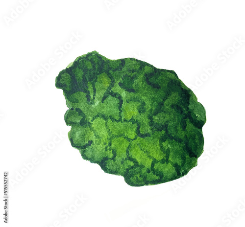 Watercolor illustration of bergamot fruit.
