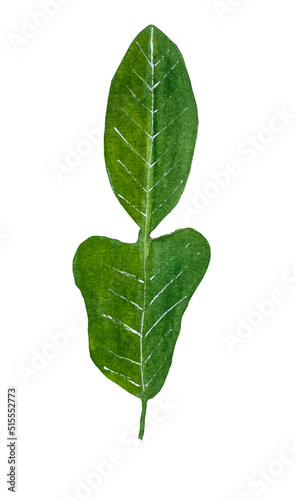 watercolor illustration of bergamot tree leaves, unusually shaped leaves painted in watercolor