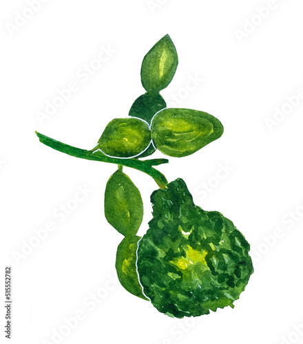 Watercolor illustration of bergamot fruit. Bergamot grows on a branch with leaves.