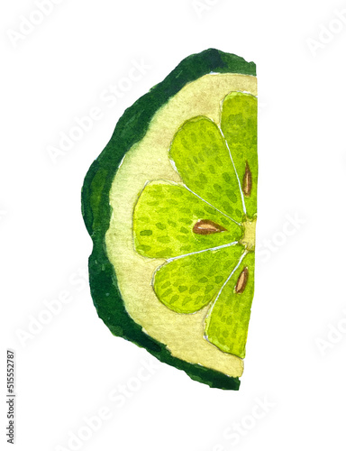 Watercolor illustration of bergamot fruit. Slice of bergamot.