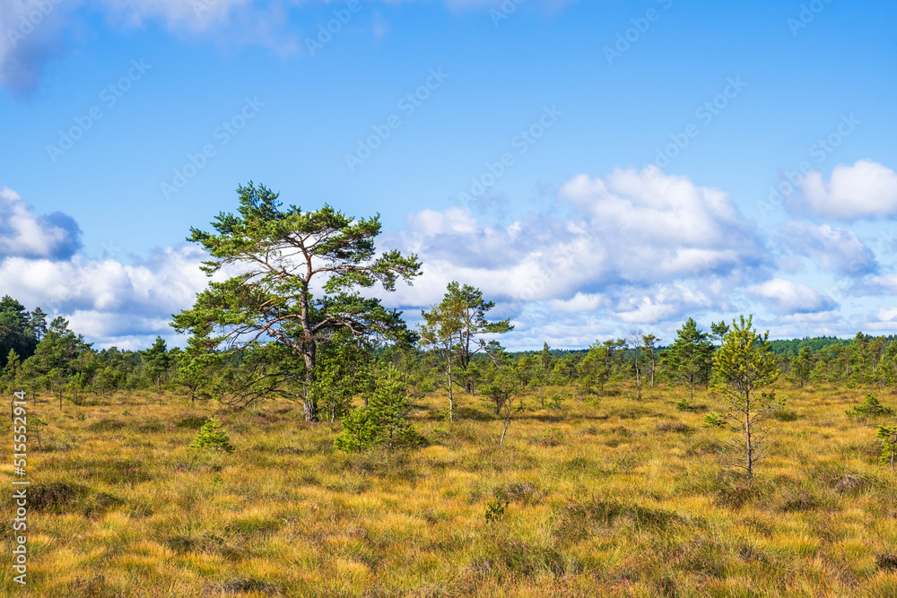 Pine trees on a bog in the wilderness