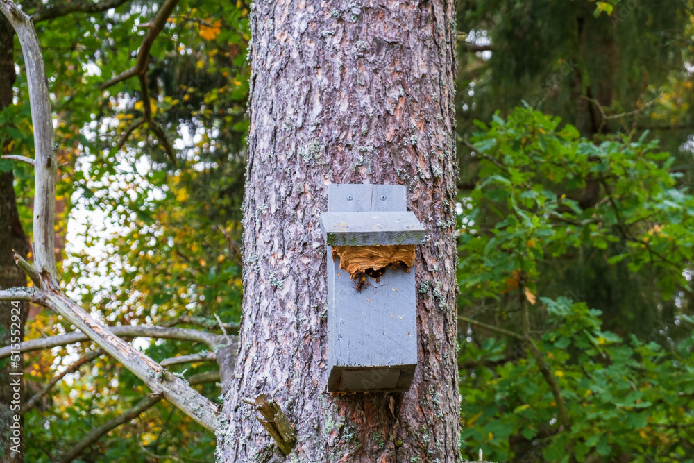 European hornet wasp nesting in a nest box European hornet wasp nesting in a nest box