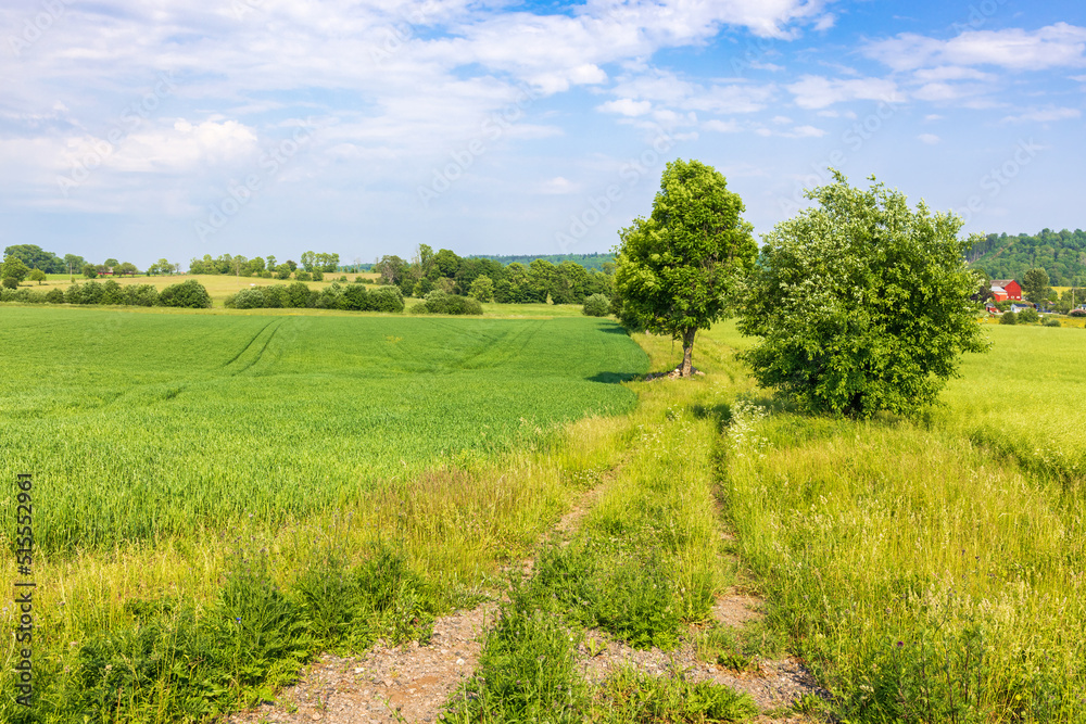 Rural landscape view at green fields in the summer