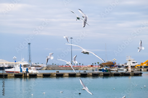 Seagulls in the seaport.