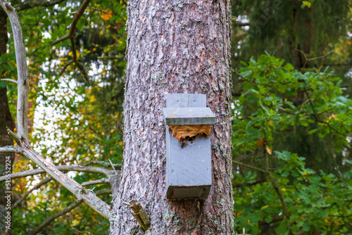 European hornet wasp nesting in a nest box