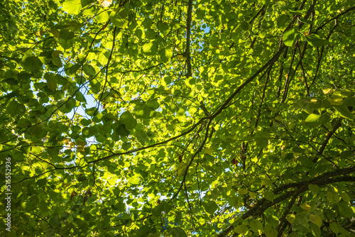 Lush green tree leaves in a woodland