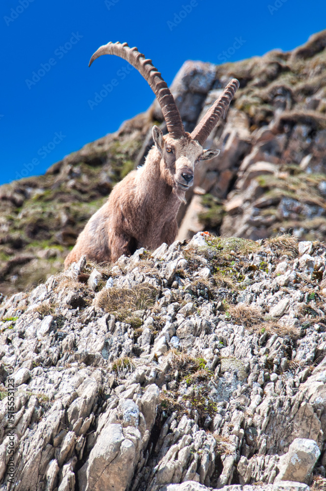 Ibex, Appenzellerland, Switzerland
