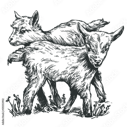goats in the clearing hand drawn vector illustration realistic sketch