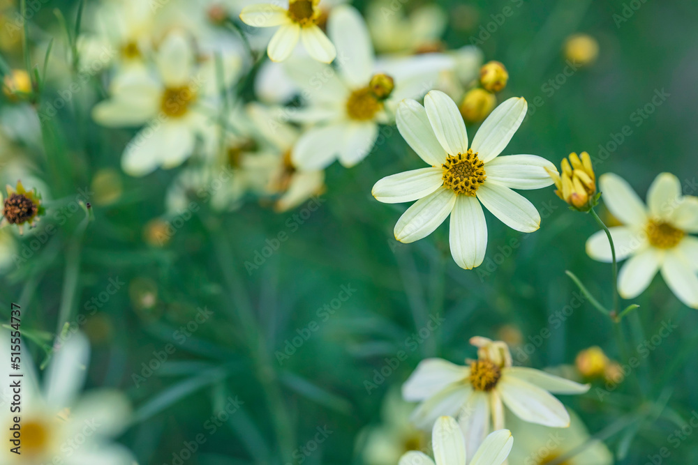 Perennial Coreopsis Moonbeam in bloom Perennial Coreopsis Moonbeam in bloom