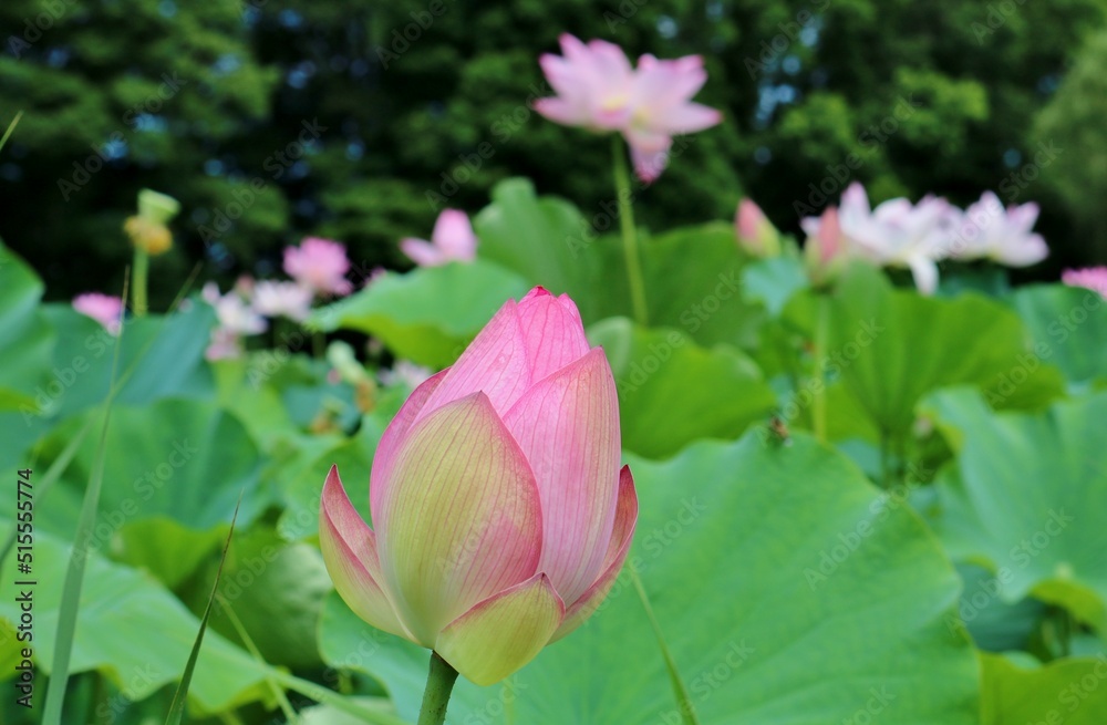 夏の蓮池　厳かに咲く古代蓮　癒しの風景　古河