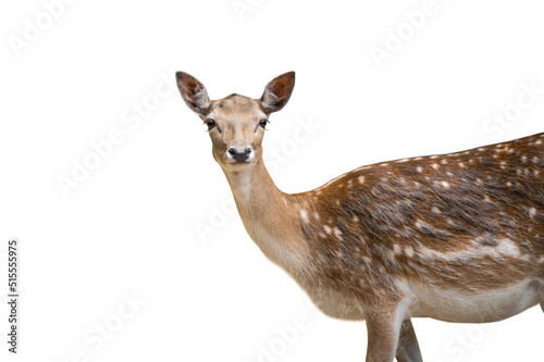 european fallow deer (dama dama) female isolated on white