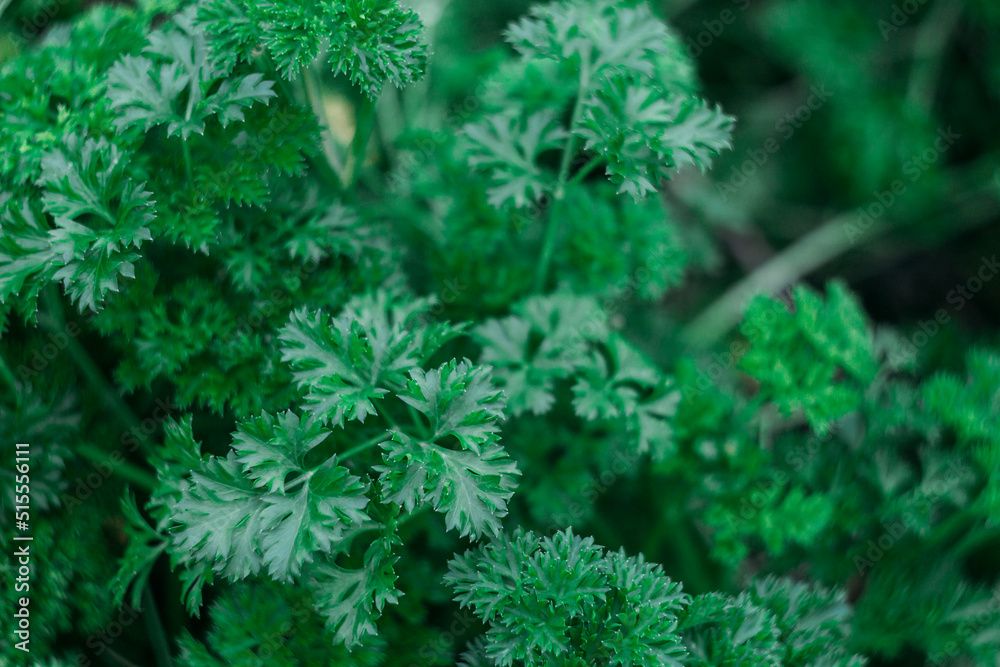 Fresh green curly parsley after the rain. Greenery in the garden. Selective focus Fresh green curly parsley after the rain. Greenery in the garden. Selective focus