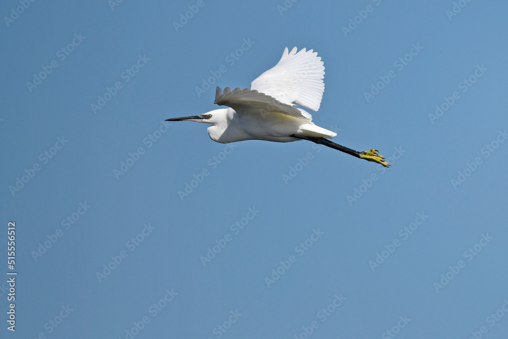 Little egret // Seidenreiher (Egretta garzetta) - Greece Little egret // Seidenreiher (Egretta garzetta) - Greece
