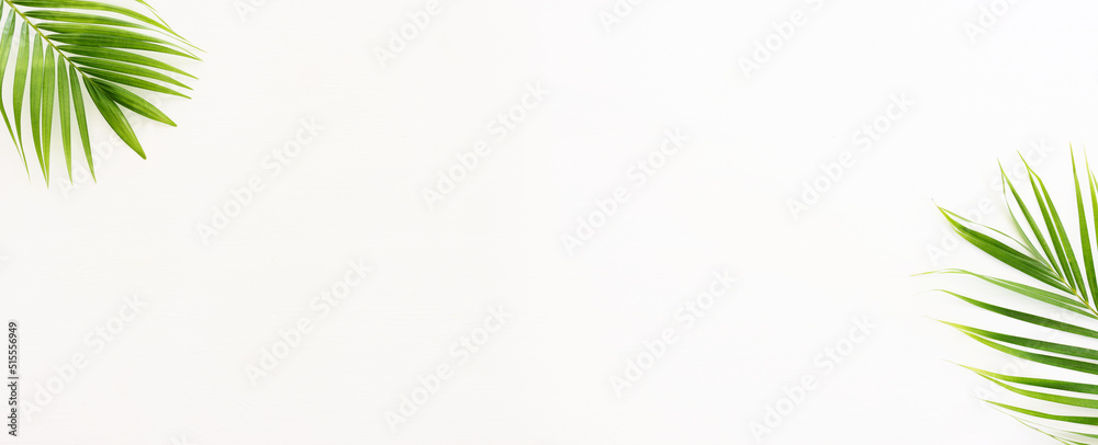 Image of tropical green palm over white wooden background