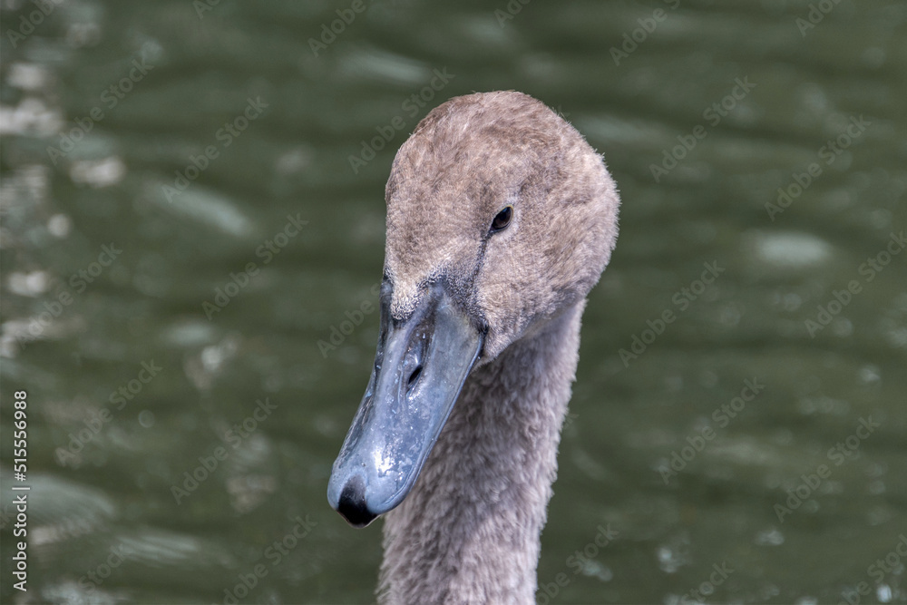 Fototapeta premium Cygnet