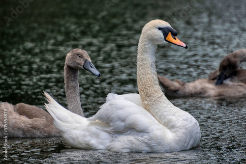 A swan and their cygnet
