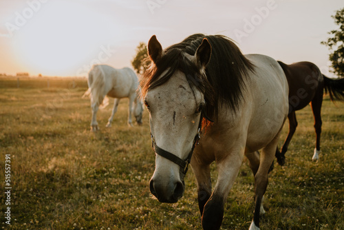 konie na pastwisku o zachodzie słońca w lecie © Aleksandra