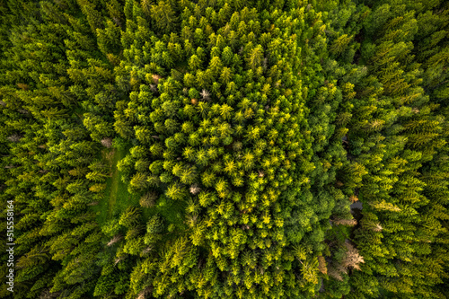 Trees pattern in forest, top down drone view
