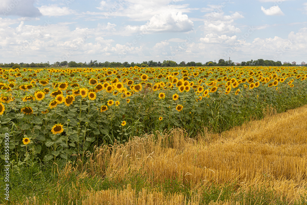 Fototapeta premium Sunflower fields on a sunny day with cloudy sky