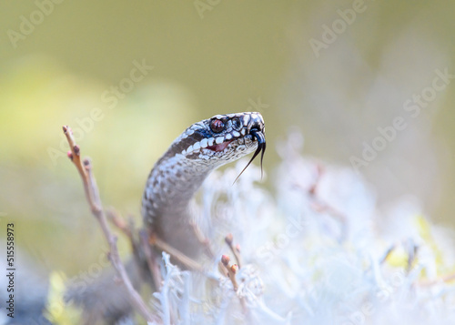 Common European adder (Vipera berus), in forest terrain in springtime, close-up