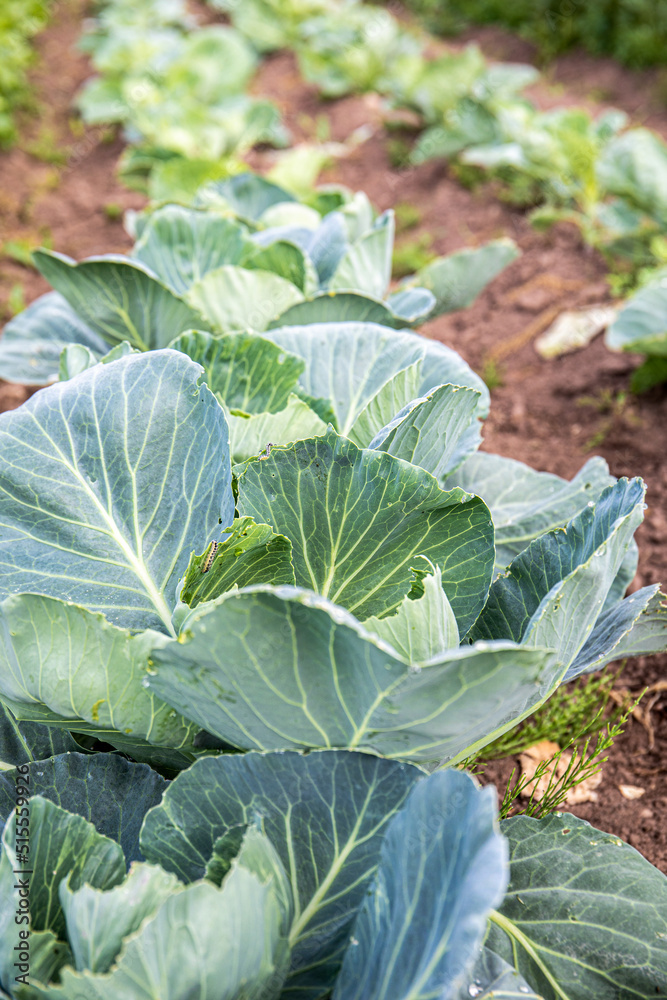Garden with cabbage in the foreground. Growing healthy and natural food