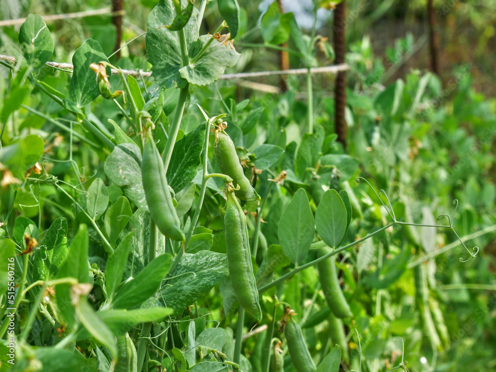 Blurred close-up of a pea crop. The branches, leaves and pods are held together by natural string. Blurred close-up of a pea crop. The branches, leaves and pods are held together by natural string.