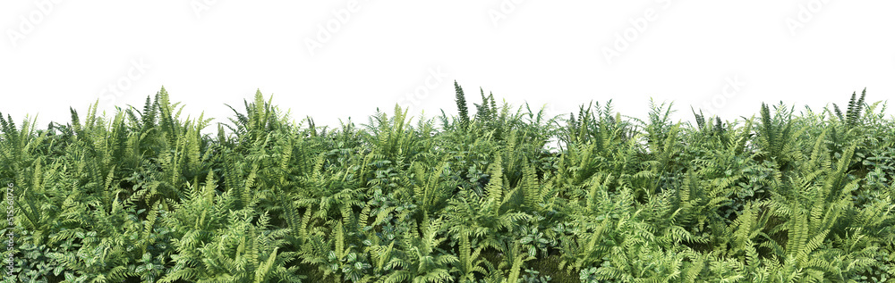 Plant panorama on a white background Plant panorama on a white background
