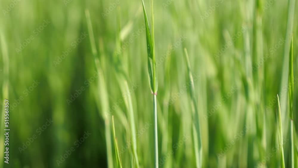 Thin wheat stems waved by wind on sunny farm field macro. Young wheat plants grow on blurry light green background in summer Thin wheat stems waved by wind on sunny farm field macro. Young wheat plants grow on blurry light green background in summer