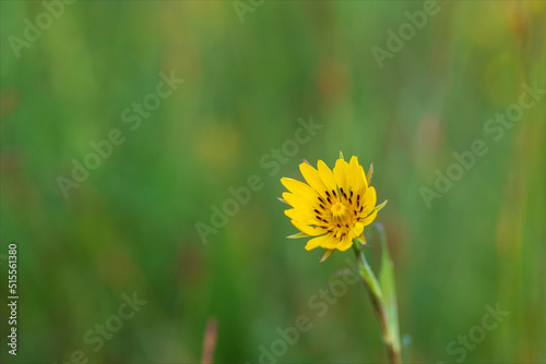Fiore selvatico di campo di colore giallo che fiorisce in primavera ed estate. Tragopogon pratensis detto anche barba di becco. Vive in biotopo naturale.