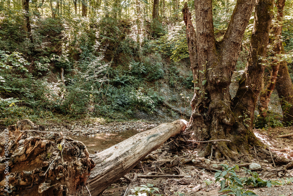 The summer forest is an impenetrable thicket and a forest stream in a mountain gorge. Impassable blockages of trees roots and logs after high water
The summer forest is an impenetrable thicket and a forest stream in a mountain gorge. Impassable blockages of trees roots and logs after high water