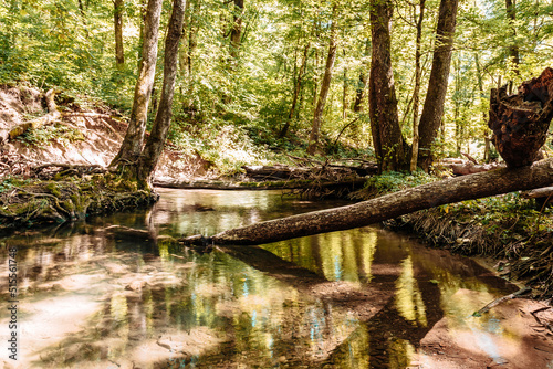 The summer forest is an impenetrable thicket and a forest stream in a mountain gorge.  Impassable blockages of trees roots and logs after high water 