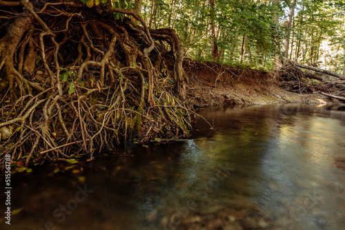 The summer forest is an impenetrable thicket and a forest stream in a mountain gorge.  Impassable blockages of trees roots and logs after high water 