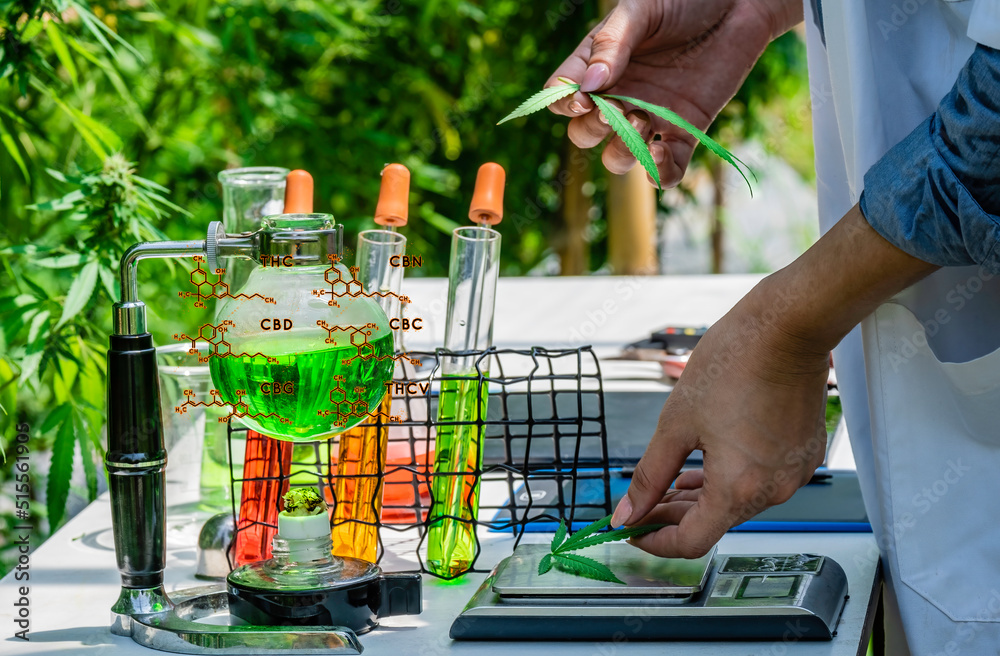 Obraz premium Woman specialist making the quality test of onsite cannabis lab test weight and take note for the best result. Quality control concept.