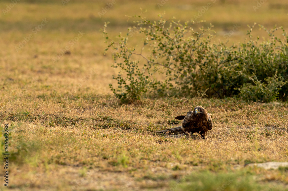 Booted eagle or Hieraaetus pennatus with a Spiny tailed lizard kill in claws in an open field during winter migration at tal chhapar sanctuary churu rajasthan India asia Booted eagle or Hieraaetus pennatus with a Spiny tailed lizard kill in claws in an open field during winter migration at tal chhapar sanctuary churu rajasthan India asia