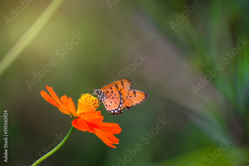 Beautiful butterfly on orange flower pollen on green background, morning sun