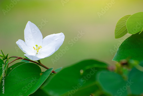 Beautiful white flowers blooming on a bright green background, morning sunlight.