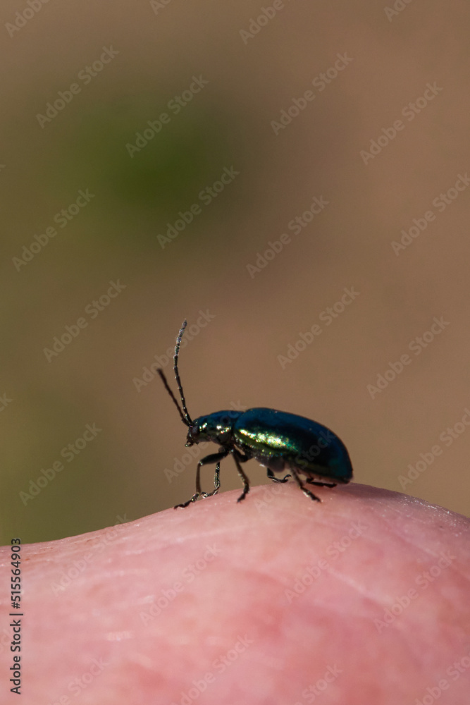 Beetle of corn ground beetle Zabrus tenebrioides eat grass seed, a