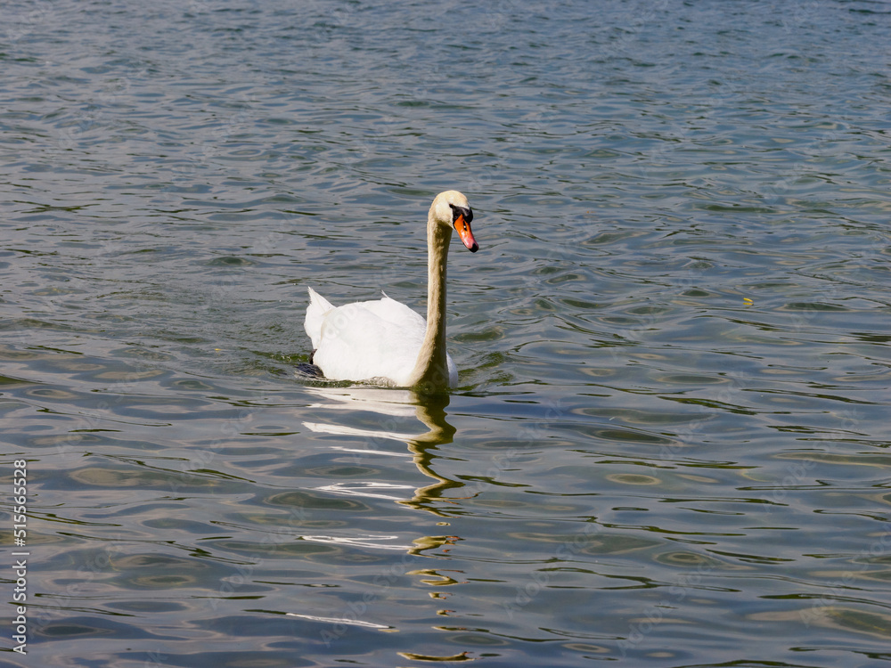Fototapeta premium cygne dans une base de loisirs en région parisienne