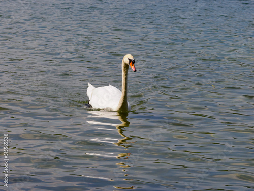 Fototapeta Naklejka Na Ścianę i Meble -  cygne dans une base de loisirs en région parisienne