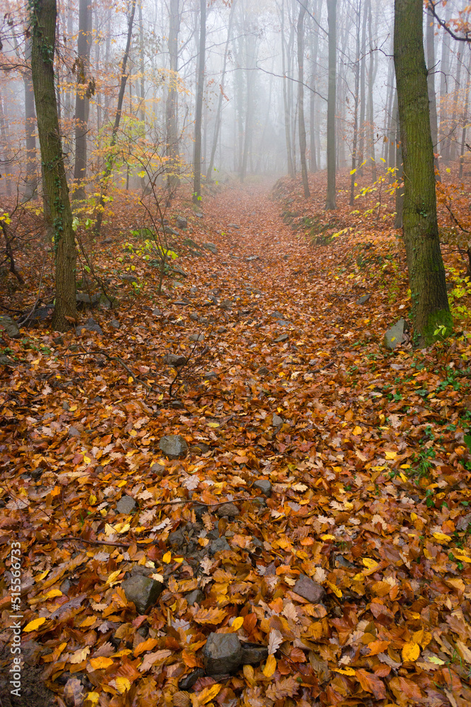 november fog at forest