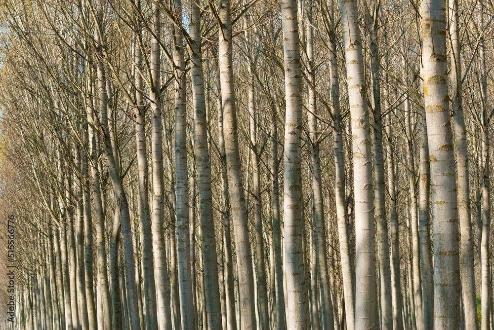 reforestation of poplar trees at autumn sunset