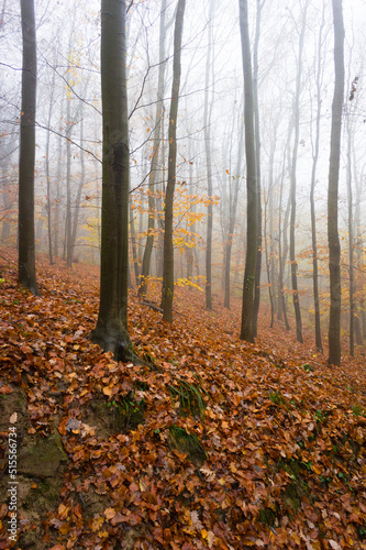 november fog at forest