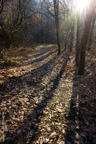 hiking trail walkway footpath lane at november forest  fallen leaves and tree shadow