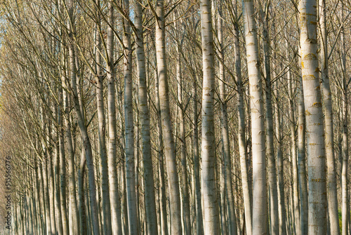 reforestation of poplar trees at autumn sunset © tstock