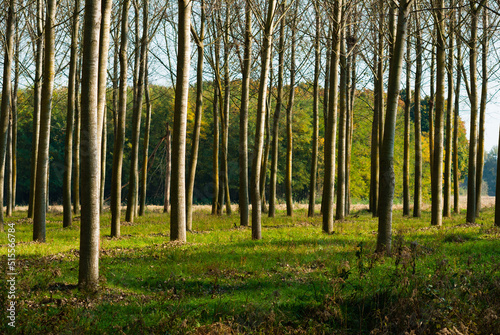 reforestation of poplar trees at autumn sunset