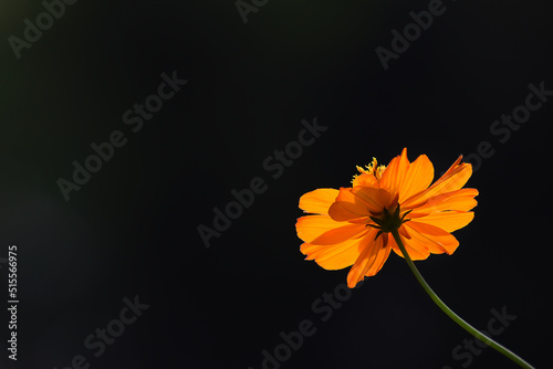 Cosmos, Beautiful fresh yellow flowers on black background