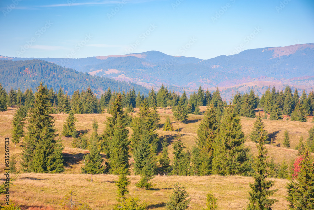 spruce trees on the grassy hills. sunny autumn morning in apuseni national park. travel europe, explore romania landscape