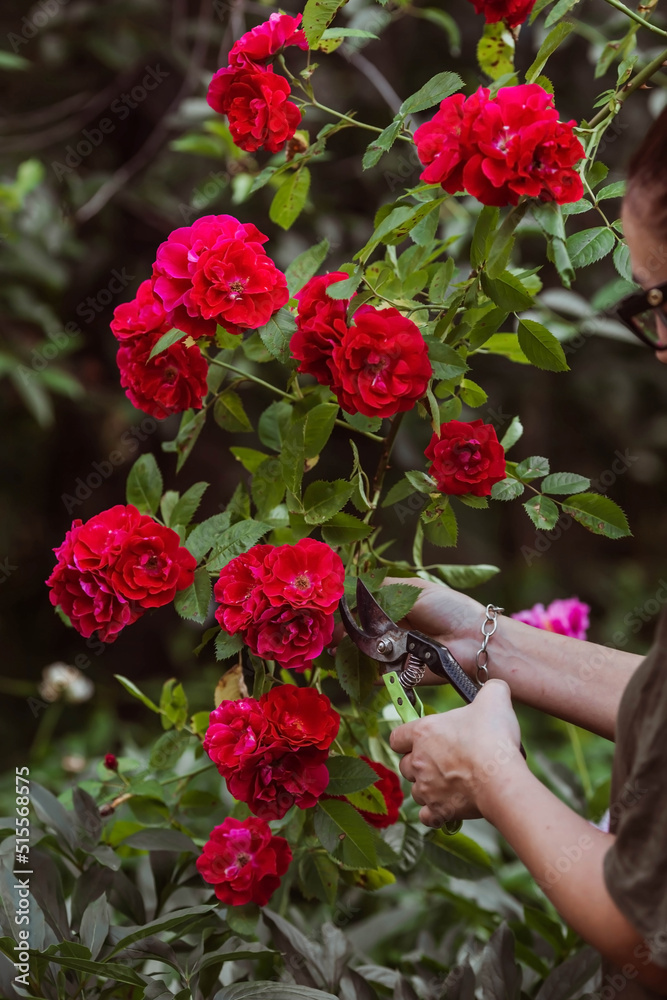 A beautiful red rose in the gardener's hand. A woman with garden pruners cuts off dry buds. Care of plants in the garden.