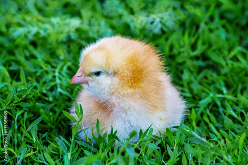 A cute chick is sitting in the green grass.